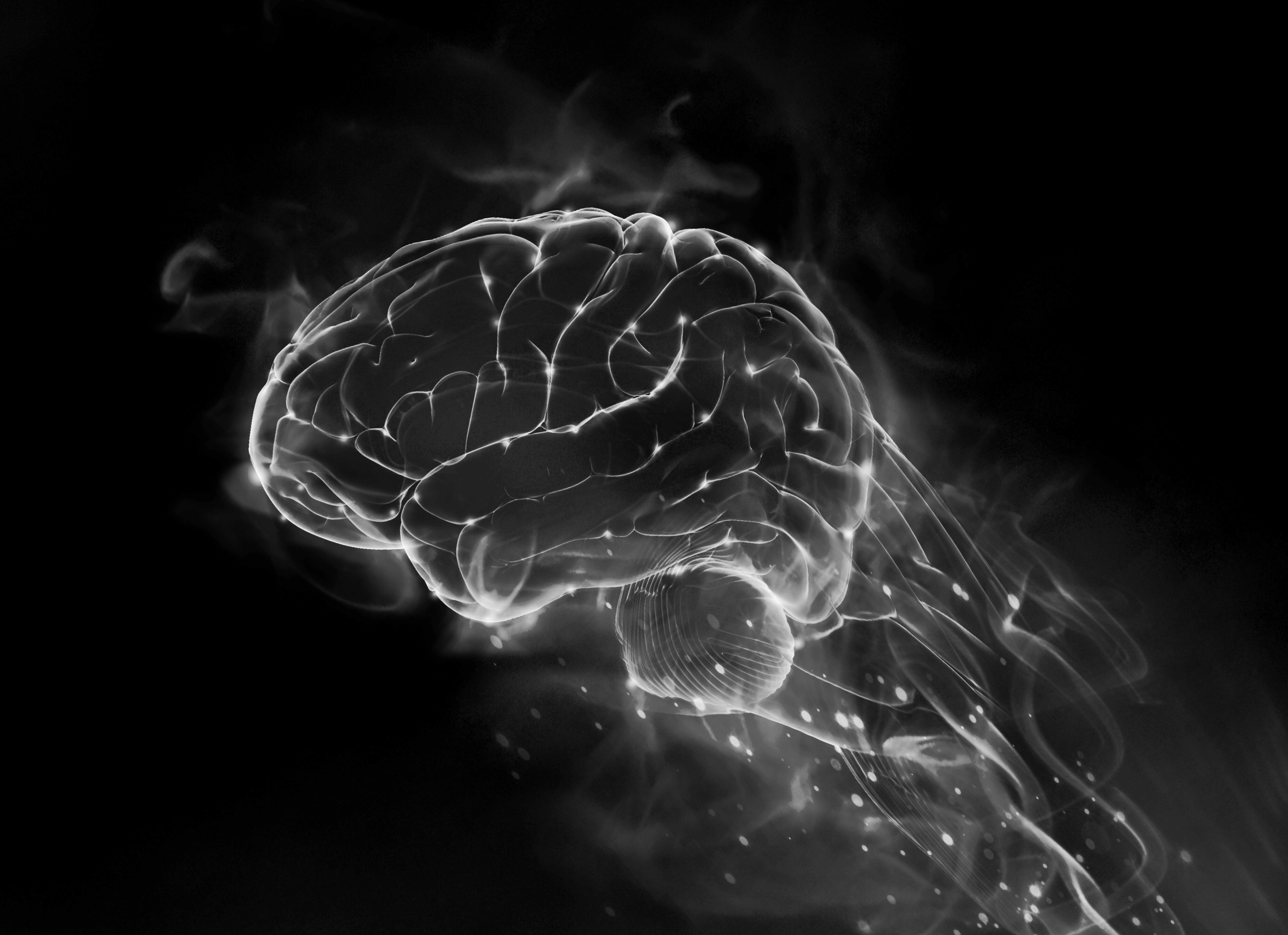 brain1